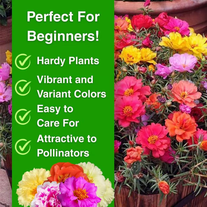 Moss Rose Perennial Flower Seeds 🌿 With Plant Growth Supplement | BUY 1 GET 1 FREE