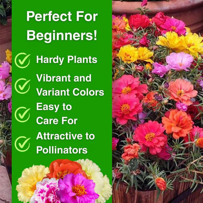 Moss Rose Perennial Flower Seeds 🌿 With Plant Growth Supplement | BUY 1 GET 1 FREE
