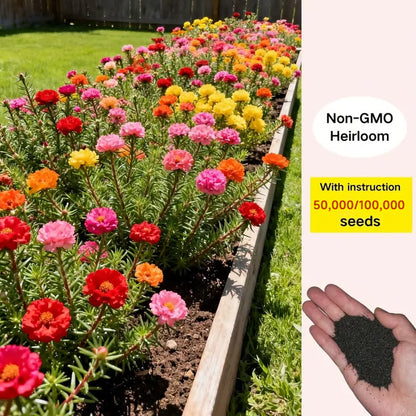 Moss Rose Perennial Flower Seeds 🌿 With Plant Growth Supplement | BUY 1 GET 1 FREE