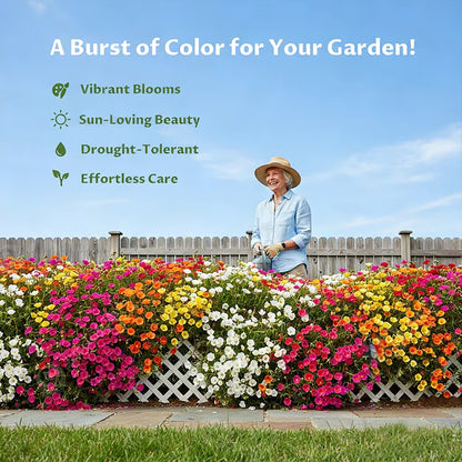 Moss Rose Perennial Flower Seeds 🌿 With Plant Growth Supplement | BUY 1 GET 1 FREE